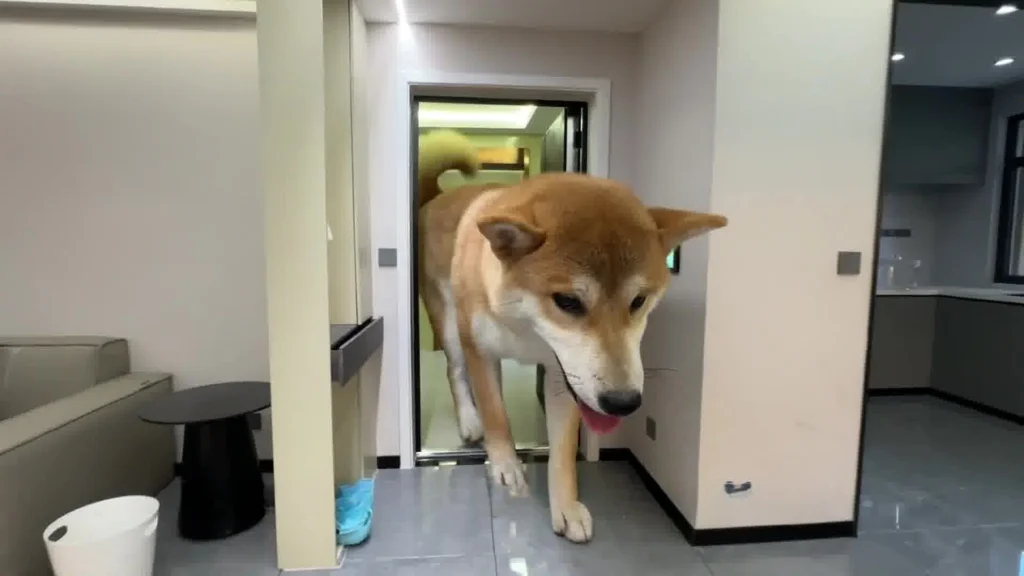 dog 
