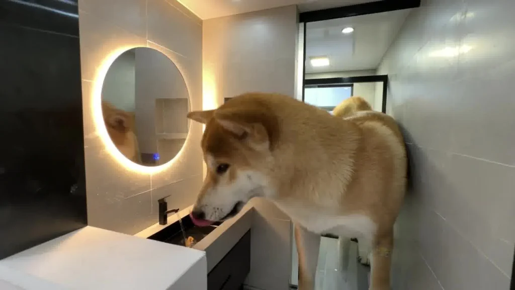 dog 