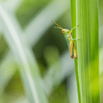 insects