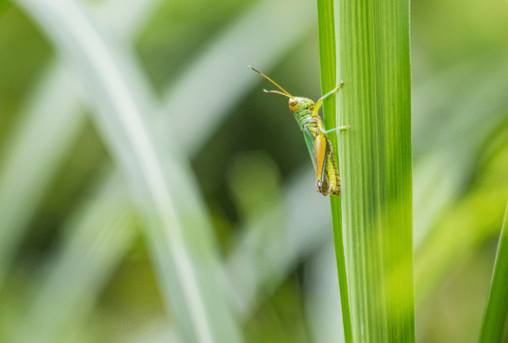 insects