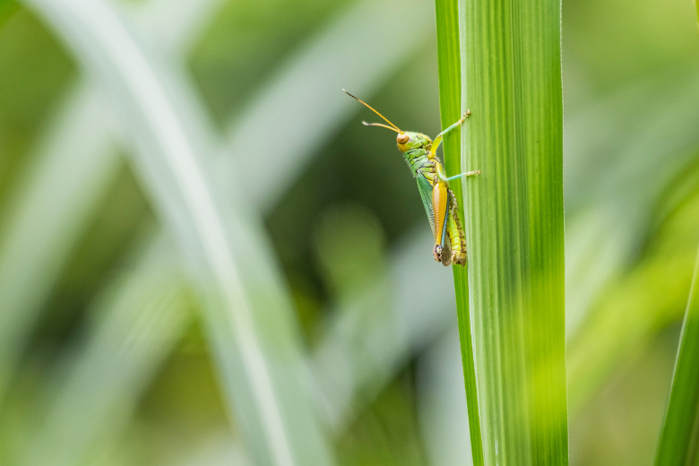 insects