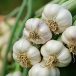 Garlic
