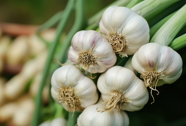 Garlic