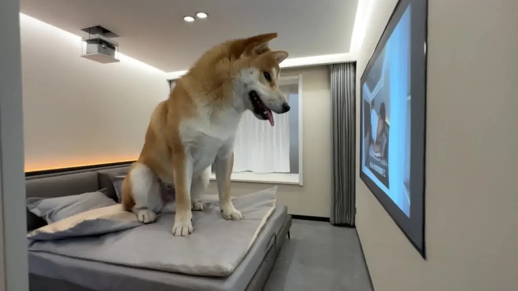 dog 