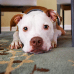 pet