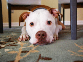 pet