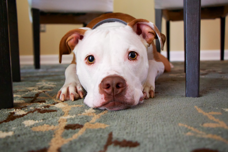 pet