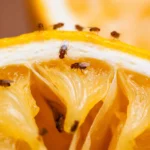 Flies