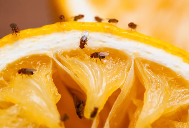 Flies