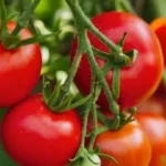 tomatoes