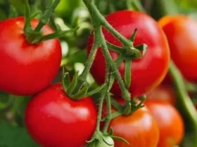 tomatoes