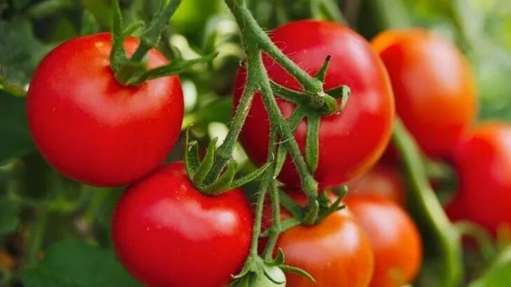 tomatoes