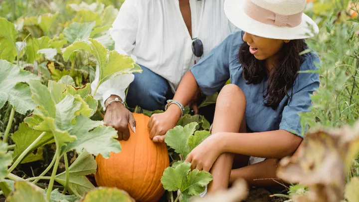 Pumpkins 